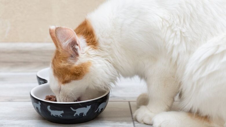 A Guide to Creating Balanced Homemade Cat Meals